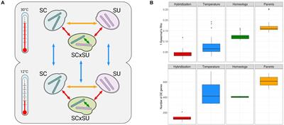 Integrative Omics Analysis Reveals a Limited Transcriptional Shock After Yeast Interspecies Hybridization